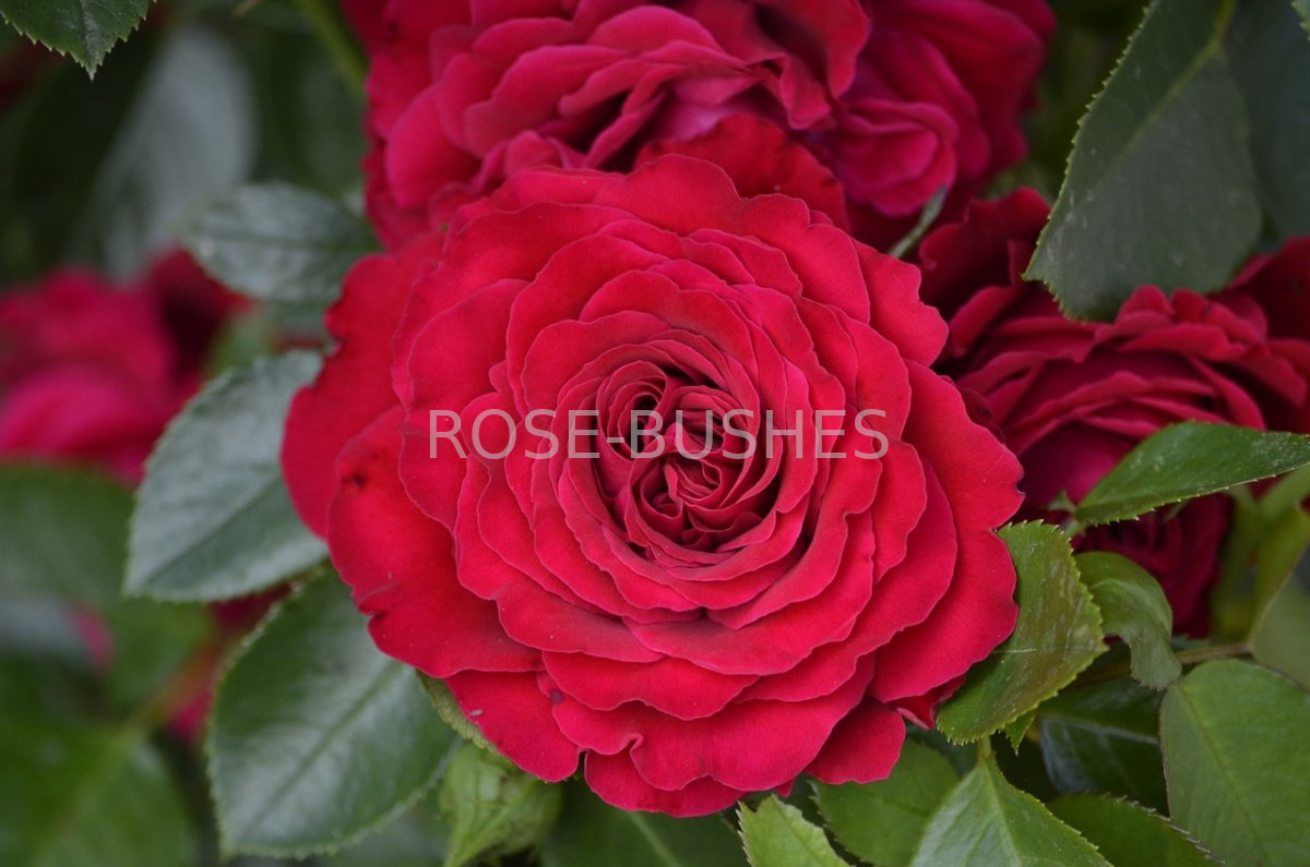 ����� ���. Mayras Red. (��, ����.)